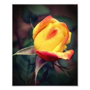 Gele rosebud met rode hoogtepunten 8x10 foto afdruk