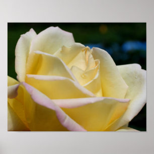 Gele rosebudventiel poster