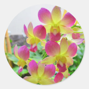 Gele roze orchideeën ronde sticker