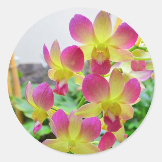 Gele roze orchideeën ronde sticker (Voorkant)