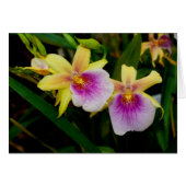 Gele roze Paarse Miltonia Sunset Orchids (Voorkant Horizontaal)