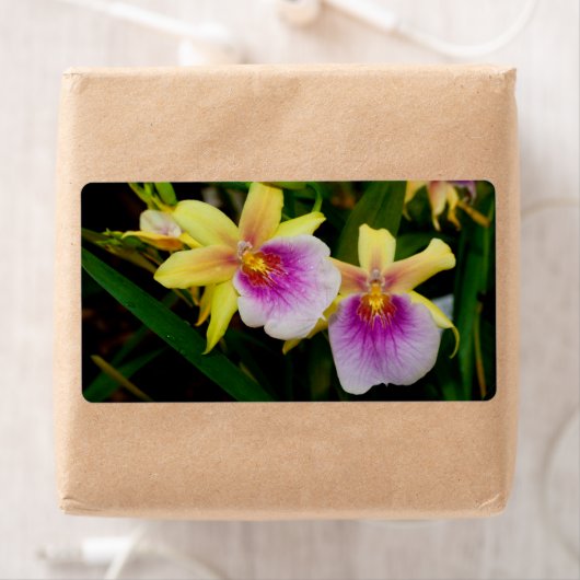 Gele roze Paarse Miltonia Sunset Orchids Etiket (Insitu)