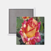 Gele roze rozen Magnet Magneet (Voorkant / Achterkant)