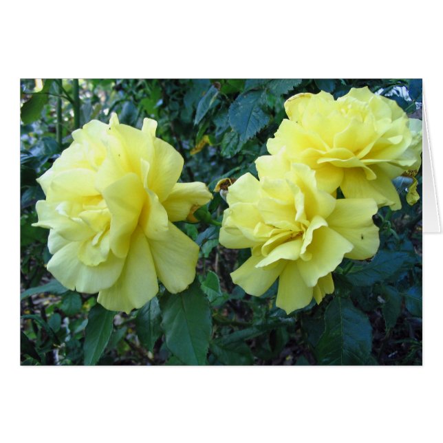 Gele rozen (Voorkant Horizontaal)