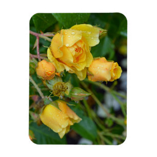 Gele rozen florale afdrukmagneet magneet