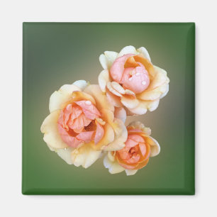 gele rozen magneet