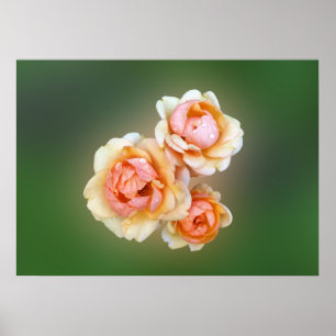 gele rozen poster