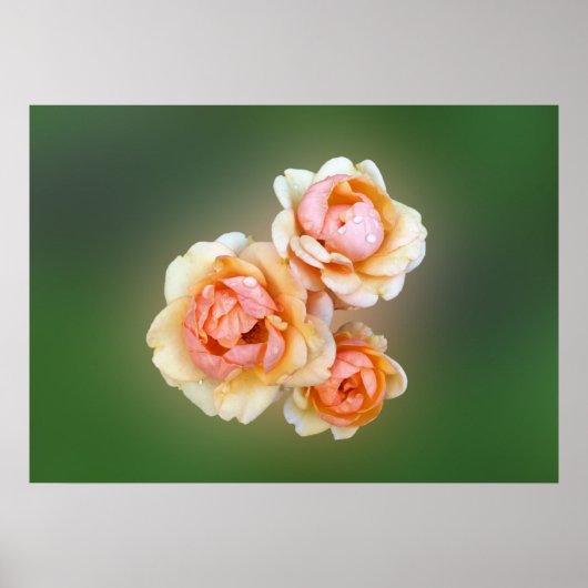 gele rozen poster (Voorkant)