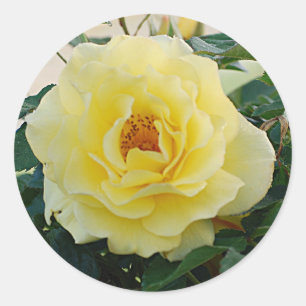 Gele rozensticker ronde sticker