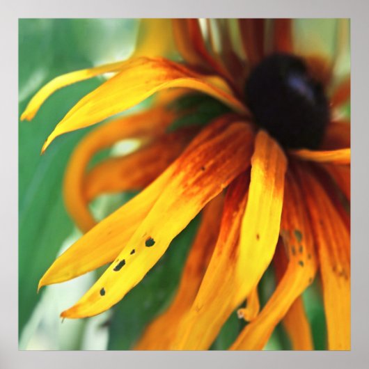 Gele Rudbeckia Flower Macro Abstract Poster (Voorkant)