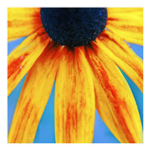 Gele Rudbeckia Flower Macro Abstract