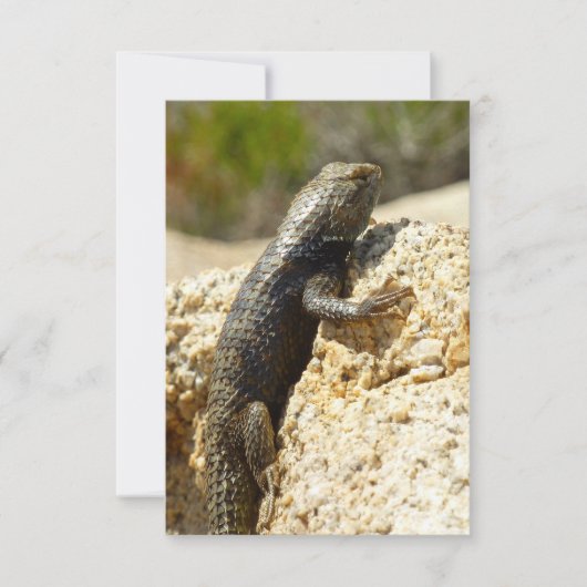 Gele ruggengraat bij Joshua Tree (Voorkant)