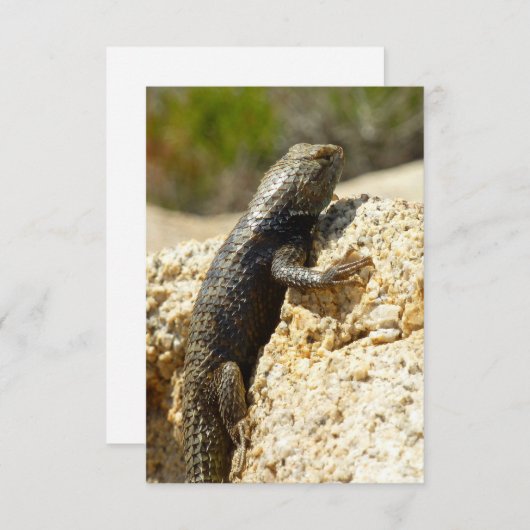 Gele ruggengraat bij Joshua Tree (Voorkant / Achterkant)