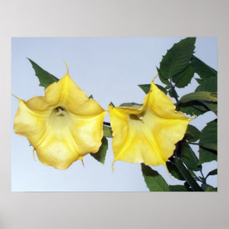 Gele rugmansie - Angel's Trumpet Flower Poster