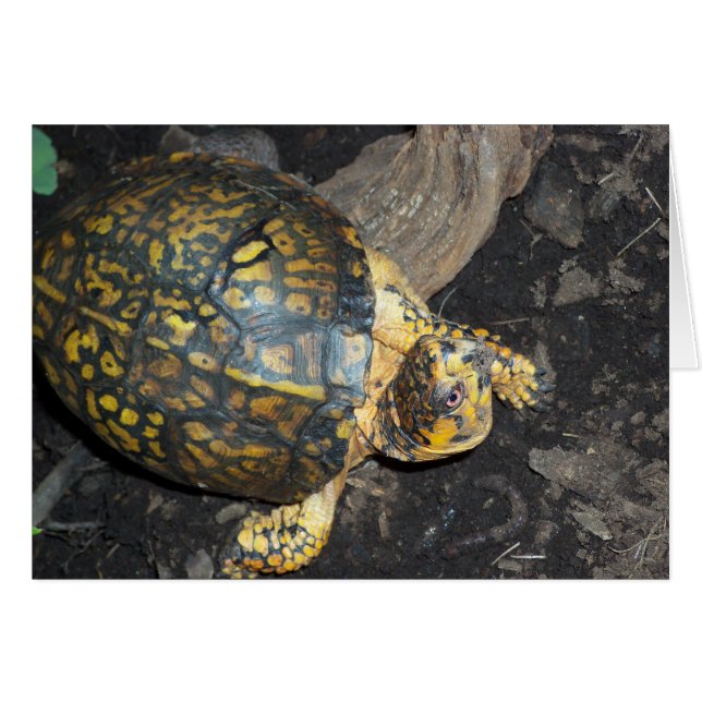 Gele schildpad (Voorkant Horizontaal)