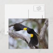 Gele-schouders van Blackbird in Flight Briefkaart (Voorkant / Achterkant)