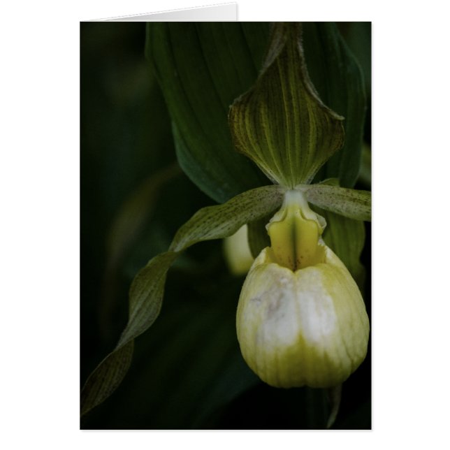 Gele Slipper 2-Kaart (Voorkant)