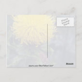 Gele Star Thistle (Centaurea Macrophala) Briefkaart (Achterkant)