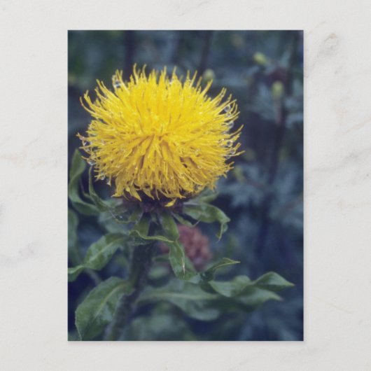 Gele Star Thistle (Centaurea Macrophala) Briefkaart (Voorkant)
