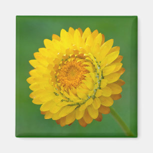 Gele Strawflower Square Magnet Magneet