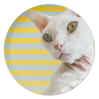 Gele Stripe White Devon Rex Cat Bord