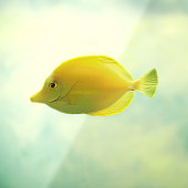 Gele tropische vissen raamsticker (Vel 3)