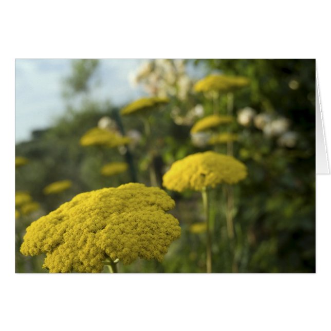 Gele tuinbloemen (Voorkant Horizontaal)