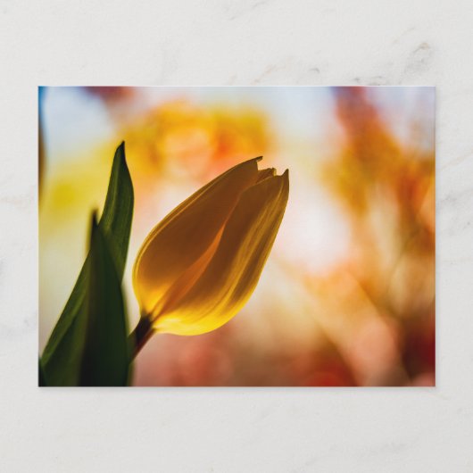 Gele Tulip Quick Hallo Briefkaart (Voorkant)