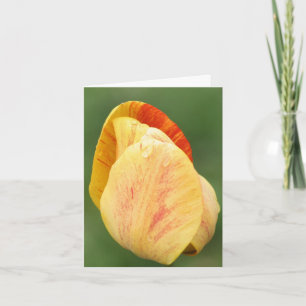 Gele Tulp Bloemblaadjes Bloemfotografie Notitiekaartje
