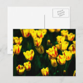 Gele tulp bloemen briefkaart (Voorkant / Achterkant)