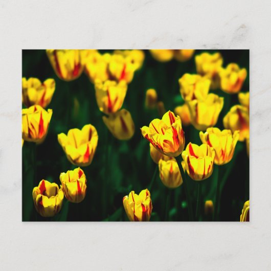 Gele tulp bloemen briefkaart (Voorkant)