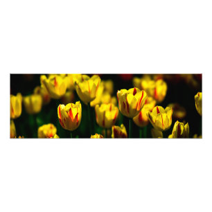 Gele tulp bloemen foto afdruk