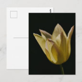 Gele Tulp Briefkaart (Voorkant / Achterkant)