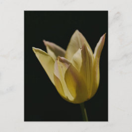 Gele Tulp Briefkaart