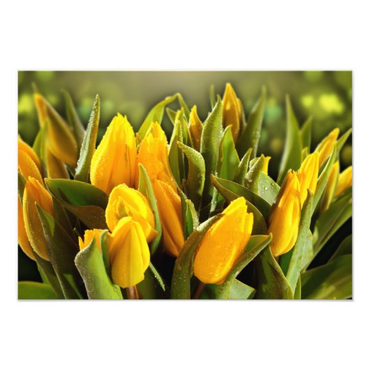 Gele Tulp Foto Afdruk (Voorkant)
