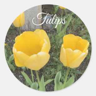 Gele Tulp Klassieke Ronde Sticker
