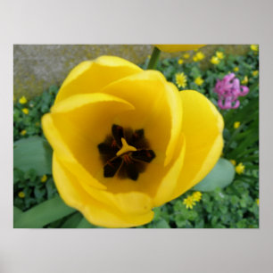Gele Tulp Macro Afdrukken Poster