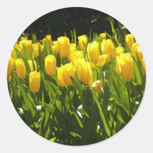 Gele Tulp Tuin Ronde Sticker