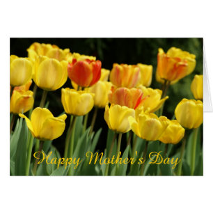gele tulpen