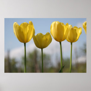 Gele tulpen afdrukken poster