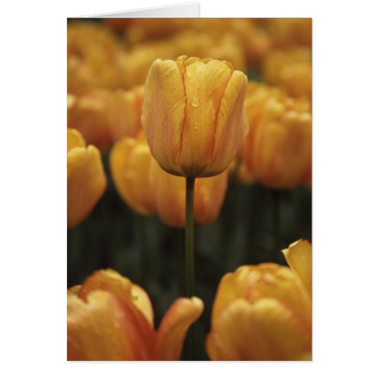 Gele Tulpen Blanco Kaart (Voorkant)