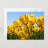 gele tulpen briefkaart (Voorkant / Achterkant)