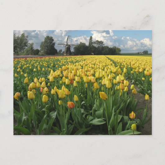 Gele Tulpen in een "Field Holland" Briefkaart (Voorkant)