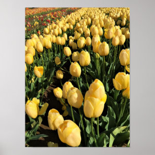 Gele Tulpen in een veld, Oregon Poster