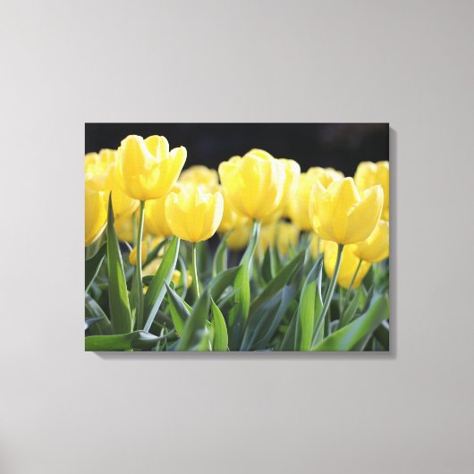 Gele Tulpen Verpakt Canvas Art Print (Voorkant)