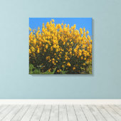 Gele valse indigo/ Wilde Indigo/ Horseflyweed Canvas Afdruk (Insitu (Houten vloer))