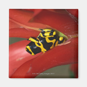 Gele-verbonden gifkikker magneet