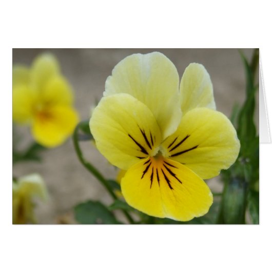 Gele Viola Kaart (Voorkant Horizontaal)
