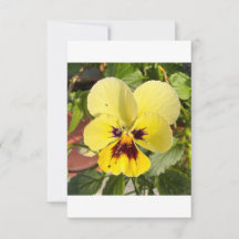 Gele Viooltjesbloem Foto Platte Bedankkaart