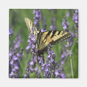 Gele vlinder op lavendel magneet